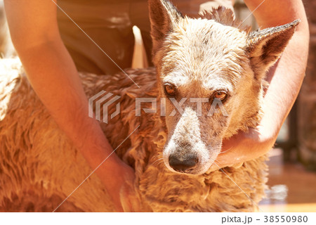 Grooming brown big dog Grooming brown big dog 38550980