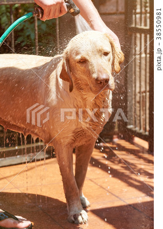 Washing cute labrador dog Washing cute labrador dog 38550981