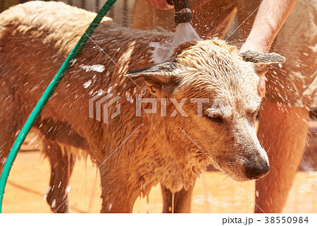 Washing with water hose dog Washing with water hose dog 38550984