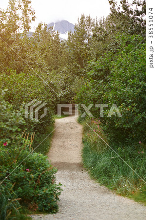 Hiking path in green forest 38551074