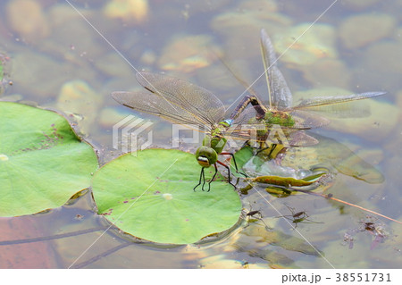 ギンヤンマ（産卵中） 38551731