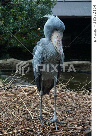 ハシビロコウ ハシビロコウ 38552154