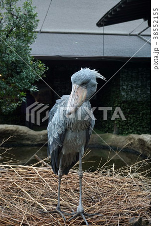 ハシビロコウ 38552155