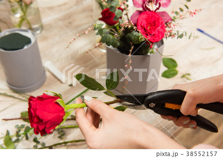 Female hands cut rose stem with pruner 38552157