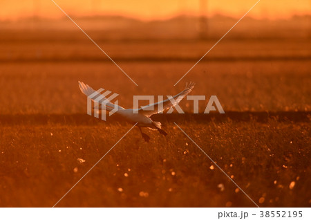 千葉県の白鳥 38552195