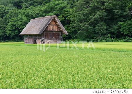 岐阜_稲実る白川郷 38552295