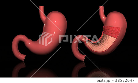 胃解剖図のイラスト素材
