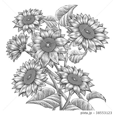 Retro Sunflower Elementsのイラスト素材 38553123 Pixta