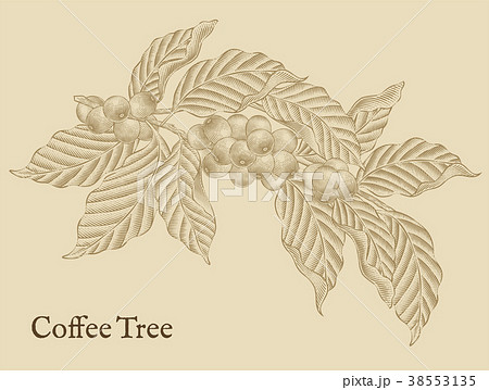 Coffee tree elements 38553135
