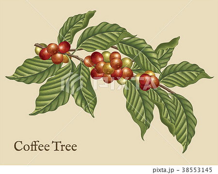 Coffee Tree Elements Stock Illustration