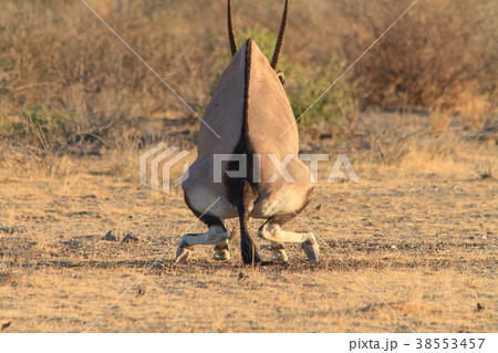 おっと!失礼! おっと!失礼! 38553457