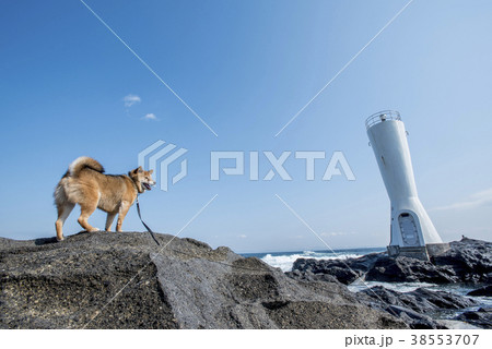 神奈川県立城ヶ島公園の安房埼灯台と柴犬 38553707