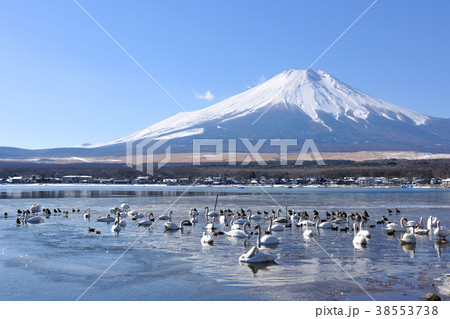 山中湖の白鳥と富士山 山中湖の白鳥と富士山 38553738