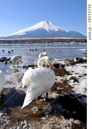 山中湖の白鳥と富士山 38553739