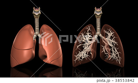 肺解剖図のイラスト素材