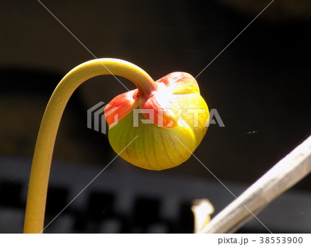 サラセニア 38553900