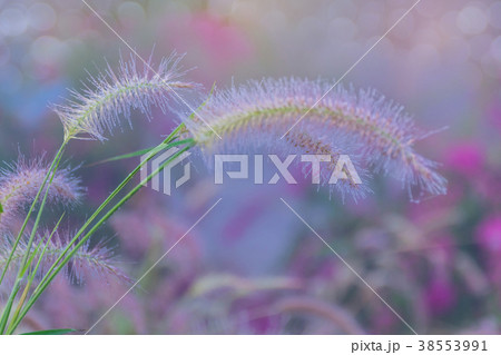 colorful of desho grass, desho, Pennisetum, Brachi 38553991