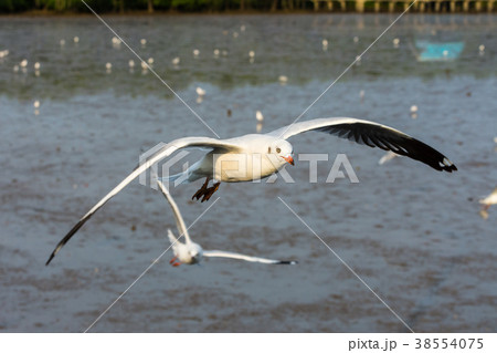 Group of seagulls flying over Bangpu sea 38554075