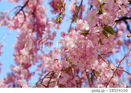 桜の木 桜の木 38554150
