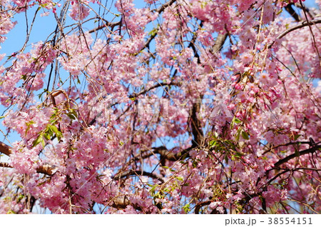 桜の木 38554151