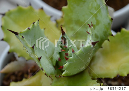 アガベ 雷神 アガベ 雷神 38554217