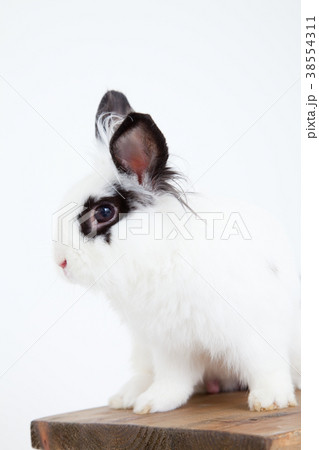 ウサギ ウサギ 38554311