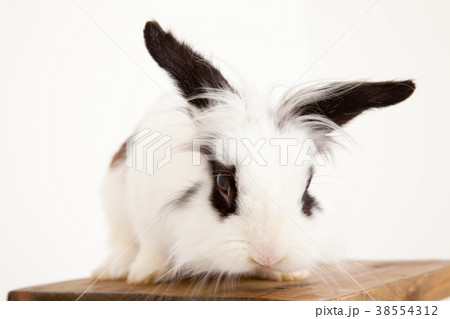 ウサギ 38554312