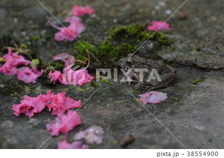 サルスベリの花びらとヌマガエル 38554900