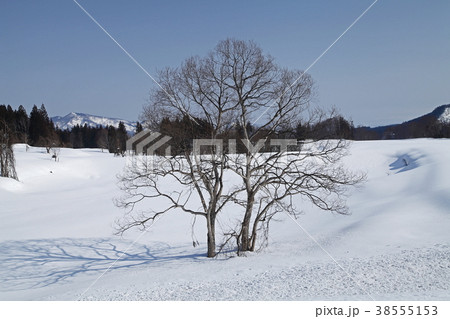 雪原の木 38555153