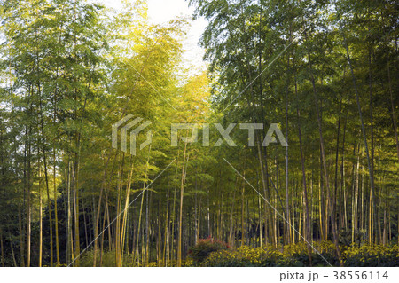 春光の竹藪　日本庭園　芽吹く春 38556114