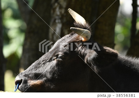石垣牛 牛 黒毛和牛 和牛 石垣 黒島 沖縄 八重山 畜産 家畜 飼育 八重山諸島 八重山列島 石垣牛 牛 黒毛和牛 和牛 石垣 黒島 沖縄 八重山 畜産 家畜 飼育 八重山諸島 八重山列島 38556381