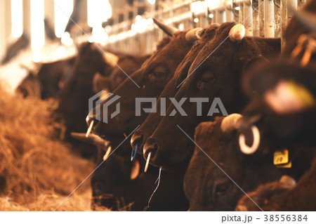 石垣牛　和牛　牛　黒毛和牛　黒牛　干支　丑年　十二支　畜産　家畜　生き物　うし　ウシ 38556384