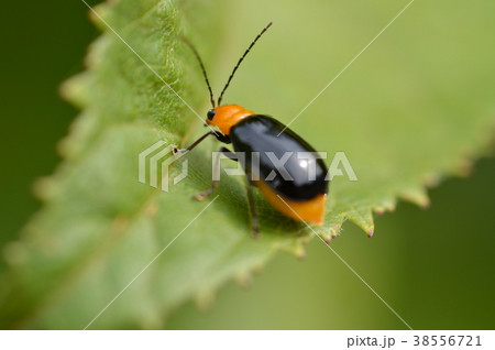 クロウリハムシ 38556721