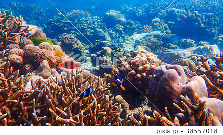 Beautiful coral reef and tropical fish underwater Beautiful coral reef and tropical fish underwater 38557018