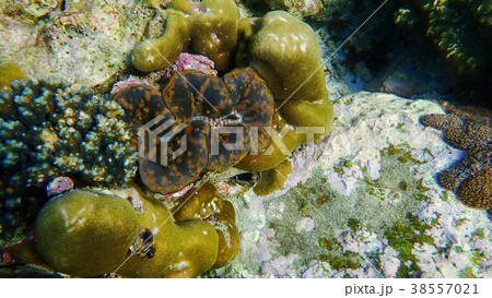 Beautiful coral reef in underwater 38557021