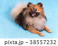 Young Spitz posing on camera, on blue background 38557232