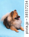 Young Spitz posing on camera, on blue background 38557234