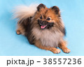 Young Spitz posing on camera, on blue background 38557236