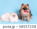 White cat and spitz dog together. looking at 38557238
