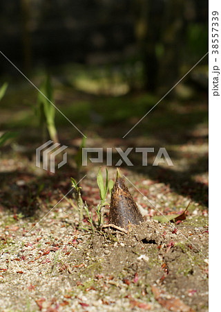 用瀬の流し雛 38557339