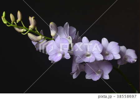 Dendrobium Snoia is a commercial hybrid Dendrobium Snoia is a commercial hybrid 38558697