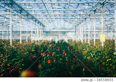 Greenhouse roses growing under daylight. 38558933