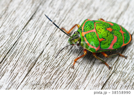 アカスジキンカメムシ 38558990