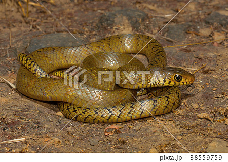 Rat snake, Ptyas mucosa , Aarey Milk Colony Rat snake, Ptyas mucosa , Aarey Milk Colony 38559759