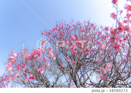 梅の花 38560273