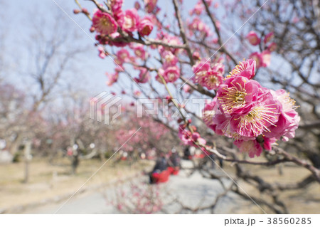 梅の花 38560285