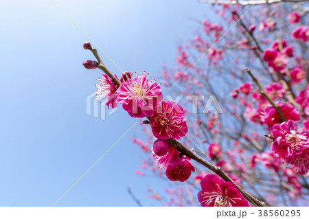 梅の花 梅の花 38560295