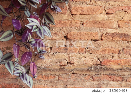 Beautiful green vine is beside the wall. 38560493