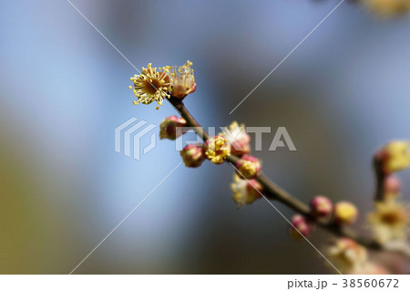 花弁のない梅_テッケン 38560672