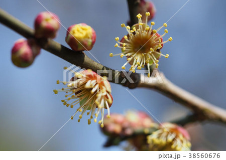 花弁のない梅 テッケンの写真素材